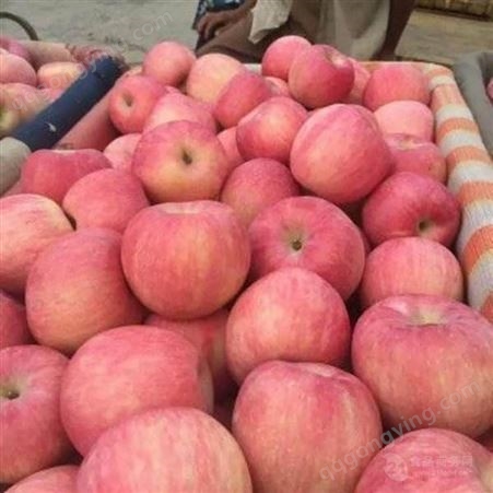 红富士苹果价格价格产地货源