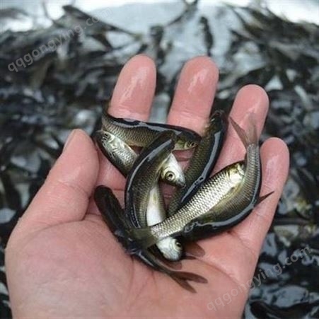 渔场大量出售草鱼苗 产地直销 精品草鱼苗