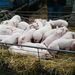 猪崽 高产量猪崽科学养殖 可爱猪崽品种优良 繁荣价格不高