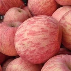 红富士苹果批发 2021年苹果价格 脆甜可口 繁荣果蔬满意采购