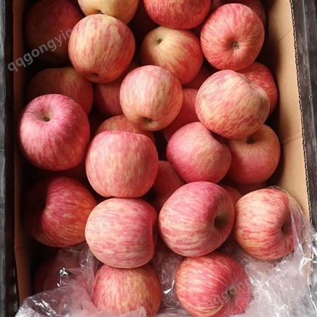 新红星苹果 纸袋红富士 个大型正果型饱满 昊昌农产品