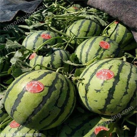 广东汕头收购价西瓜现在多少钱一斤 日照西瓜批发价格