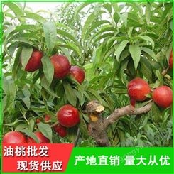 油桃批发供应商-丽春早红宝石油桃品种齐全-昊昌