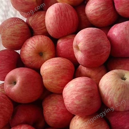 红将军苹果 70-80红富士 室温下即可保存较长时间 昊昌农产品