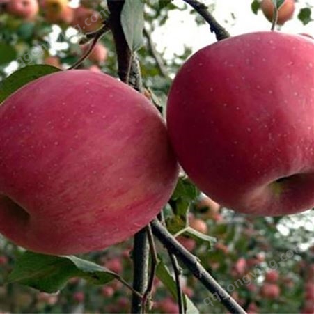 新品种中秋王苹果出售 冷库红富士苹果联系电话