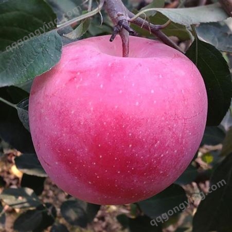 新红星苹果 纸袋红富士 个大型正果型饱满 昊昌农产品