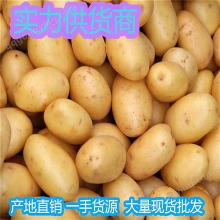冷库储存的马铃薯批发价格 出口级马铃薯基地价格 昊昌农产品