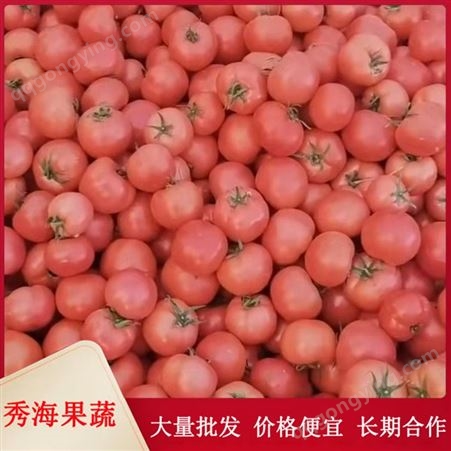 硬粉西红柿 自然熟西红柿 农家肥培育 圆润饱满