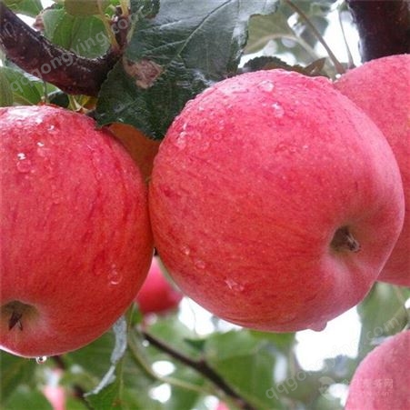红富士的品种 大量求购冷库红富士苹果