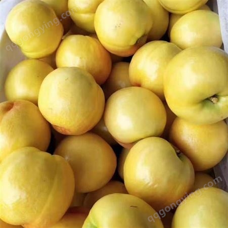 中油油桃大量上市 山东油桃批发基地发货 繁荣脆甜多汁