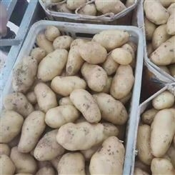马铃薯种植地 山东荷兰土豆批发价格 超市采购欢迎来人装车 繁荣果蔬