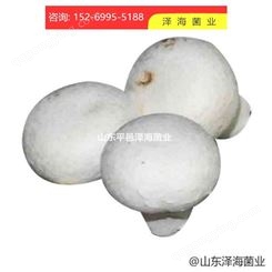 双孢蘑菇菌种 双孢蘑菇培养