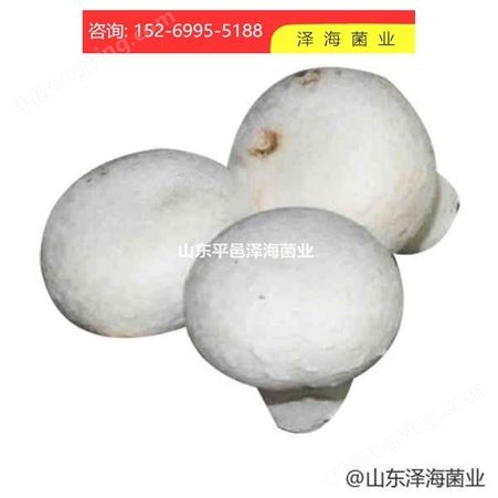 双孢蘑菇菌种 双孢蘑菇培养