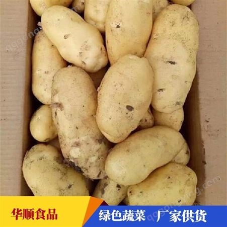 大土豆 生产基地供货 马铃薯厂家 可定制 华顺食品