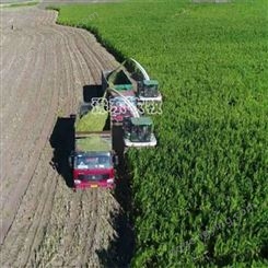秸秆青贮机豫东农牧玉米秸秆青储收获机-宁夏自治区-玉米青储机械