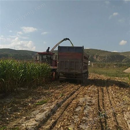 豫东农牧秸秆青贮机-玉米秸秆青储收获机-宁夏自治区-青贮机收割效果