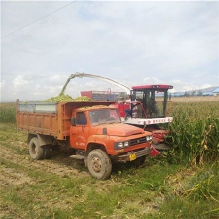 豫东农牧秸秆青贮机-玉米秸秆青储收获机-宁夏自治区-青贮机收割效果
