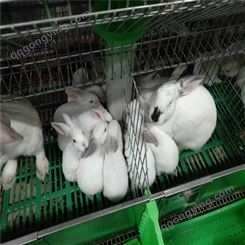 广信养殖基地- 伊拉兔基地- 伊拉兔肉兔价格