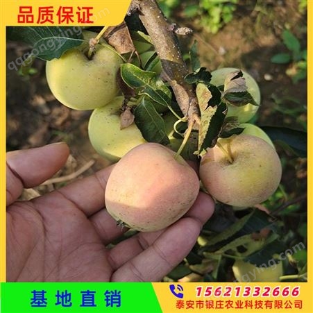 银庄农业 鸡心果树苗种植技术 鸡心果苹果苗品种 常年供应泰山小苹果树苗价格