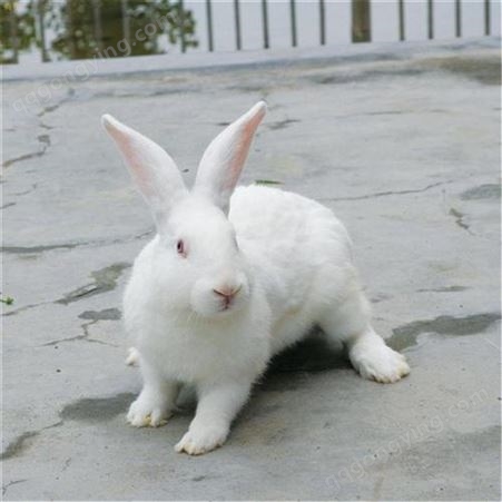 养殖成本利润分析 新西兰兔 新西兰兔批发 新西兰兔养殖场