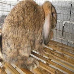 广信常年销售- 公羊兔肉兔- 肉用兔厂家