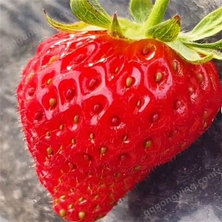 大棚草莓苗批发价格 甜查理草莓苗基地直销 银庄农业甜查理草莓苗价格