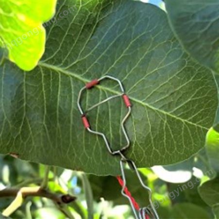 植物生理生态监测系统 植物茎流监测 果实生长监测 植物生理监测