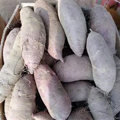 紫薯批发价格 山东紫薯基地 小紫薯