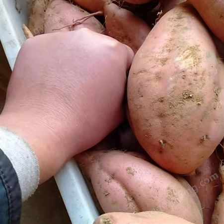沙地红薯价格 红薯批发 山东红薯基地