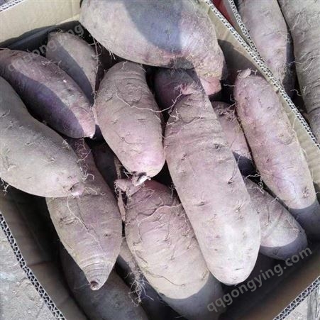 紫薯批发价格 山东紫薯基地 小紫薯