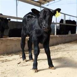 安格斯牛苗价格 红安格斯牛养殖基地 任意挑选 湖南安格斯肉牛养殖场