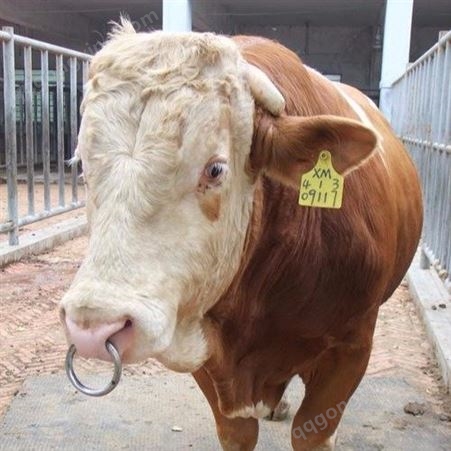西门塔尔牛养殖基地 供应西门塔尔牛 纯种西门塔尔牛 通凯 诚信价格
