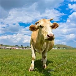 夏洛莱牛价格 改良育肥肉牛养殖场出售夏洛莱牛苗 400斤小母牛价格