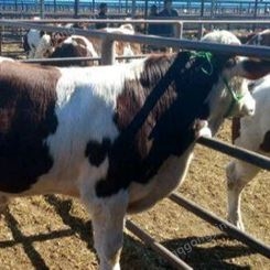 西门塔尔牛养殖基地 西门塔尔牛养殖技术 繁殖母牛批发报价 小母牛出售
