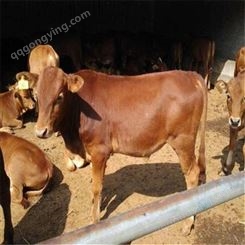 鲁西黄牛养殖视频 200-300斤鲁西黄牛仔 通凯 鲁西黄牛价格