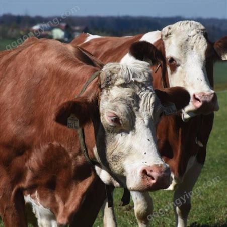 西门塔尔牛养殖基地 供应西门塔尔牛 纯种西门塔尔牛 通凯 诚信价格