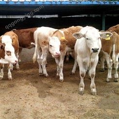 50头牛犊养殖利润 西门塔尔种牛犊 货到付款 通凯 做种畜肉