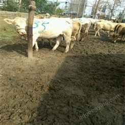 夏洛莱牛价格表 肉牛养殖通凯正规养殖场 批发出售价格 贵州肉牛交易市场