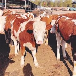 贵州牛犊出售厂家 贵州牛犊养殖基地地址 通凯 电话询价