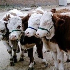 500斤西门塔尔牛犊子价格 牛犊价格 西门塔尔牛价格便宜 肉牛养殖场