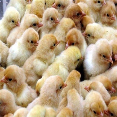 梧州良凤花鸡苗价格纯种优质-养殖家禽的利润