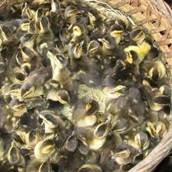 莱茵鹅苗批发大量供应_来宾较大的禽苗市场