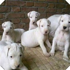 提供杜高犬 杜高犬幼犬销售 种杜高幼犬养殖场
