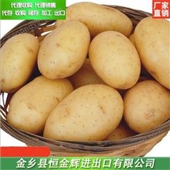收购土豆 土豆代理包装 批发土豆