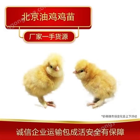 北京油鸡鸡苗批发河北鸡苗养殖场大量出售北京油鸡鸡苗