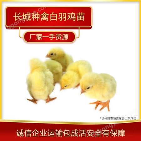 常年销售白羽鸡苗 河北白羽鸡苗批发种禽厂家