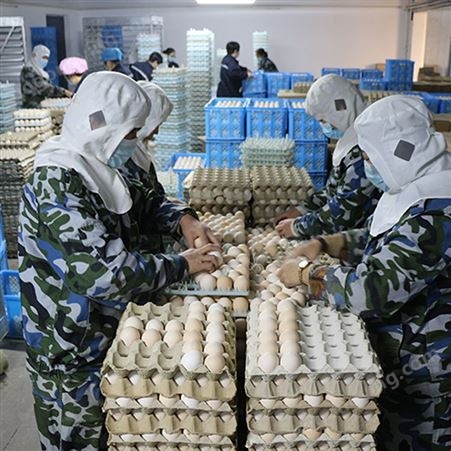 北京油鸡商品蛋 种鸡蛋批发厂家常年供应北京油鸡商品蛋