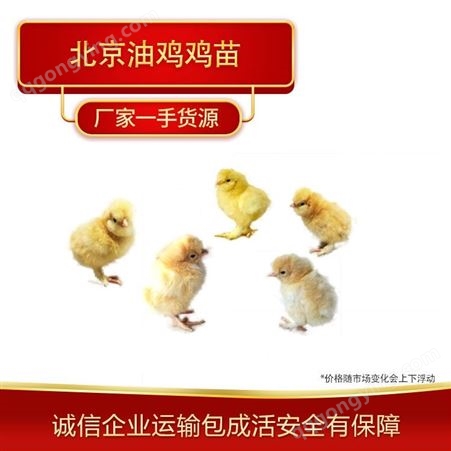油鸡鸡苗出售 正宗北京油鸡鸡苗唐山出售