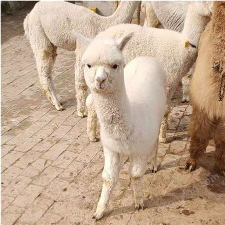 杂交成年萌宠羊驼养殖出售 体型匀称 温顺可爱