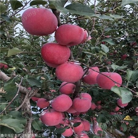 黑钻苹果树苗哪里有 早熟苹果树苗繁育基地